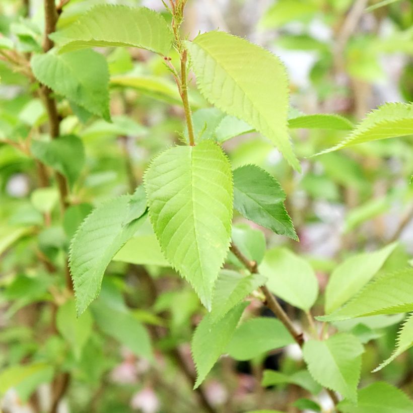 Cerisier à fleurs d'automne - Prunus subhirtella Autumnalis Rosea  (Foliage)