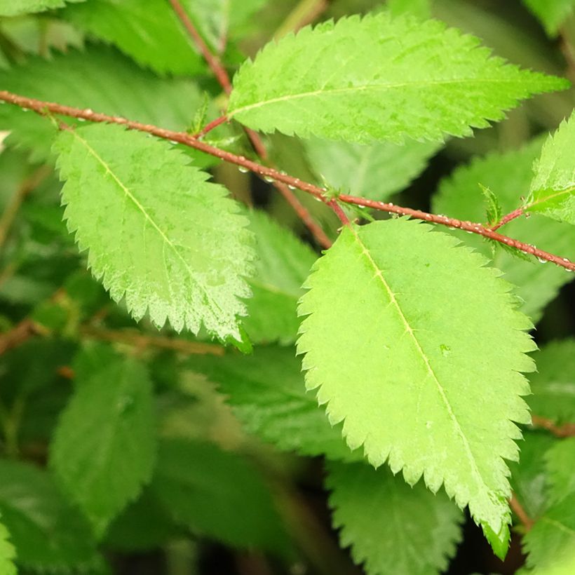 Cerisier à fleurs du Japon nain - Prunus incisa Mikinori (Feuillage)