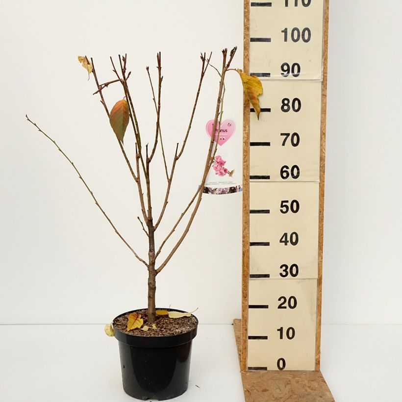 Spécimen de Cerisier à fleurs du Japon - Prunus serrulata Kanzan Pot de 7,5L/10L, Buisson tel que livré en automne