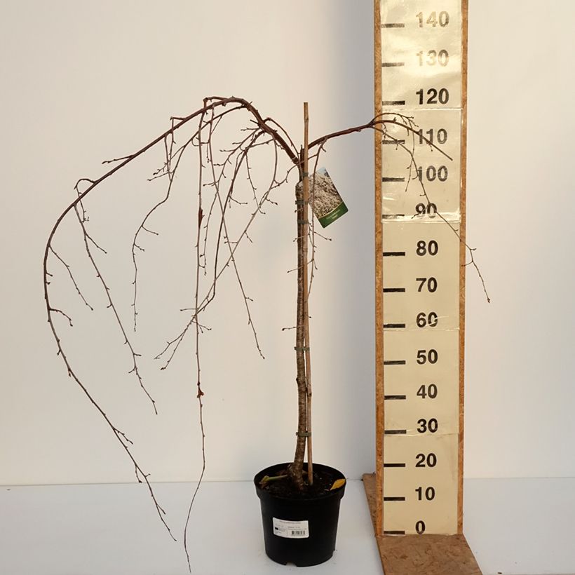 Spécimen de Cerisier à fleurs pleureur - Prunus yedoensis Ivensii Pot de 4L/5L tel que livré en automne