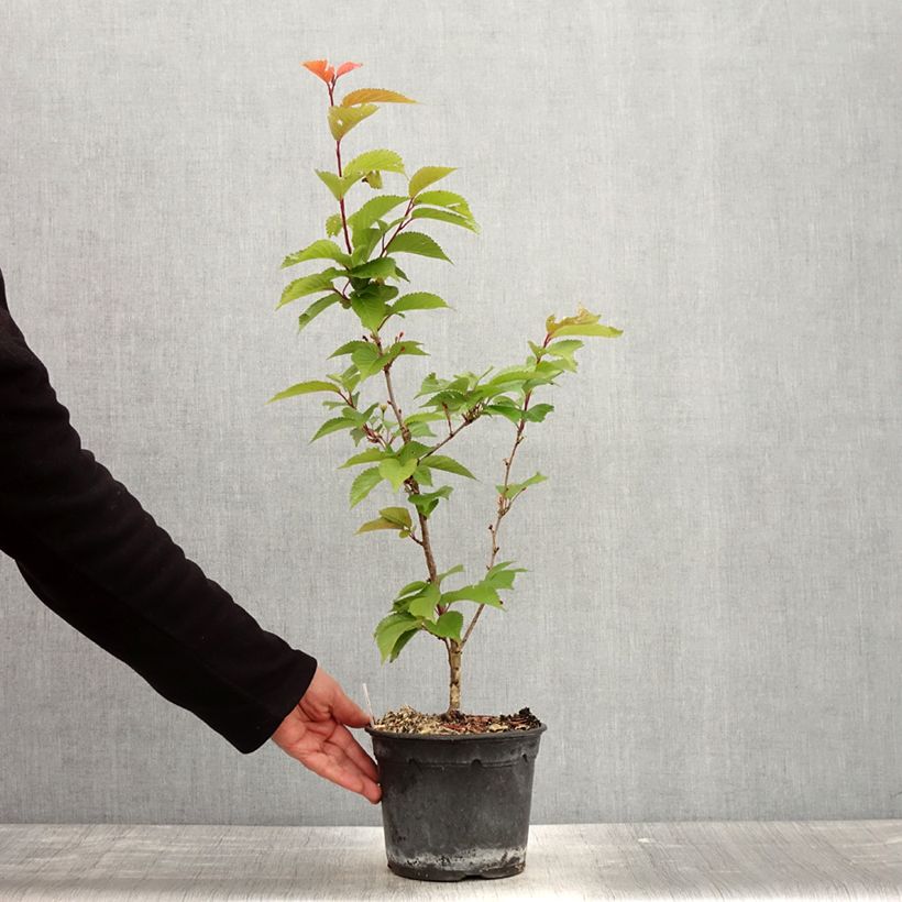 Spécimen de Cerisier à fleurs - Prunus hillieri Spire Pot de 3L/4L tel que livré au printemps