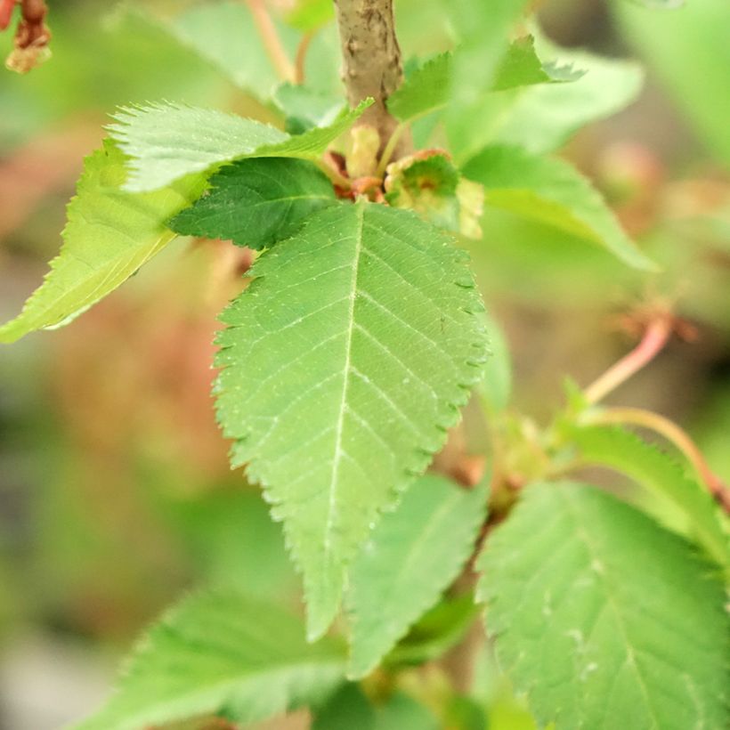 Cerisier à fleurs - Prunus nipponica Brillant (Feuillage)