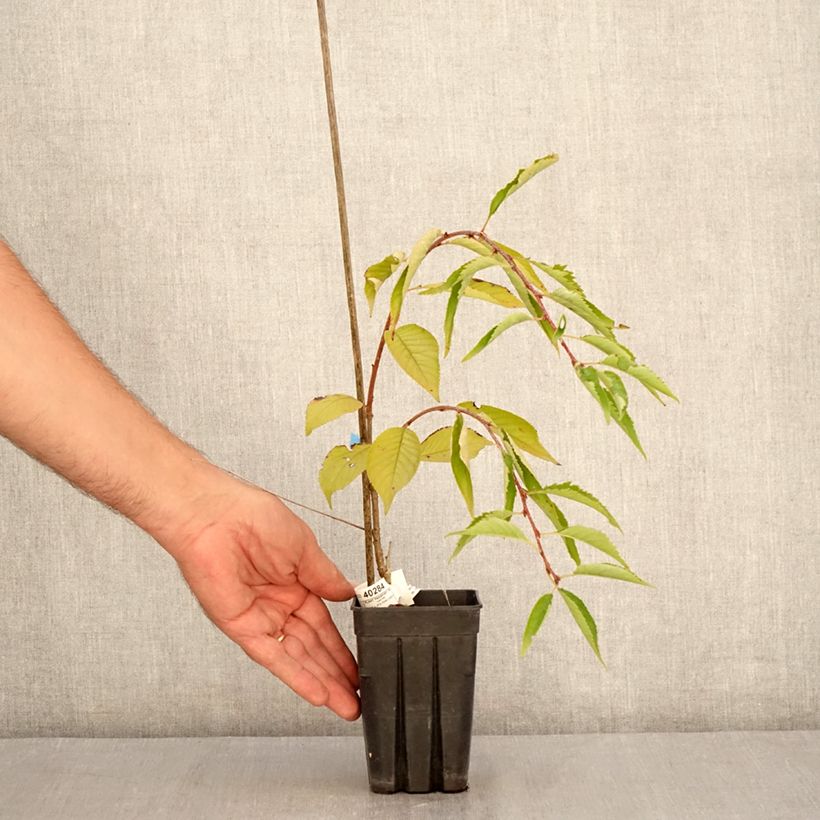 Spécimen de Cerisier à fleurs - Prunus Pink Cascade Pot de 1L/1,5L tel que livré en été