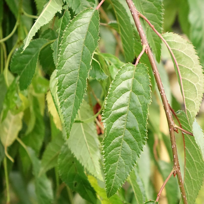 Cerisier à fleurs - Prunus serrulata Kiku Shidare Zakura  (Foliage)