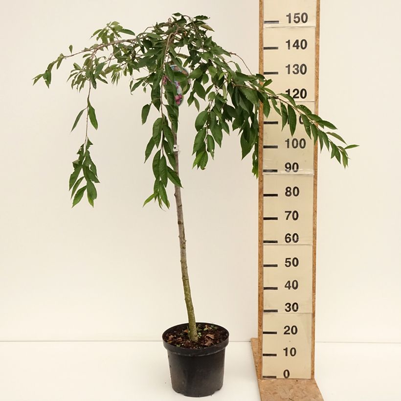 Spécimen de Cerisier à fleurs - Prunus subhirtella Pendula Rubra Pot de 7,5L/10L, Tige, Tige de 130 cm tel que livré en été
