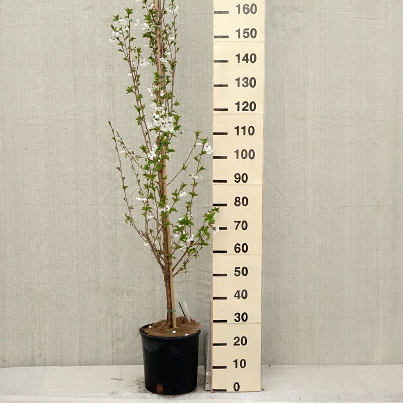 Spécimen de Cerisier à fleurs - Prunus Umineko Pot de 12L/15L tel que livré au printemps