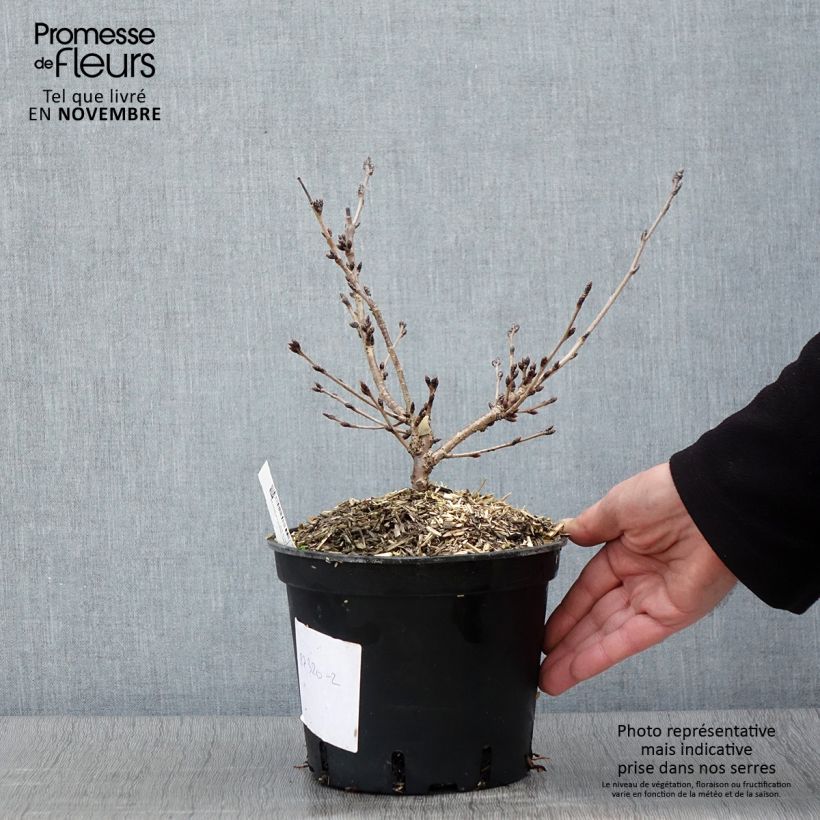 Spécimen de Cerisier à fleurs - Prunus yedoensis  Pot de 3L/4L tel que livré en automne