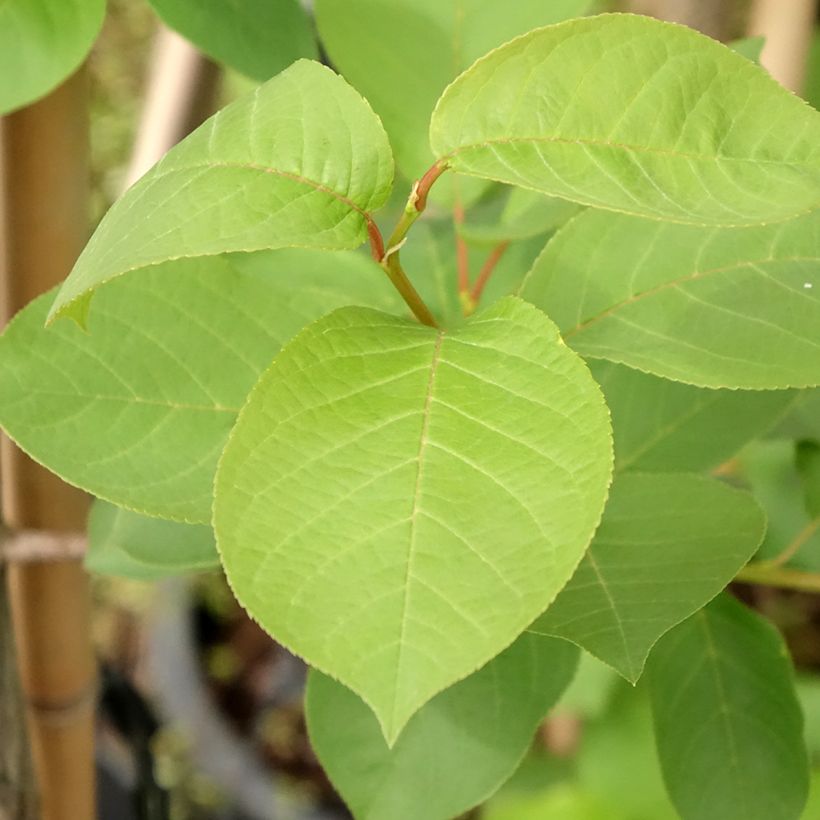 Cerisier à grappes de Virginie - Prunus virginiana Canada Red (Feuillage)