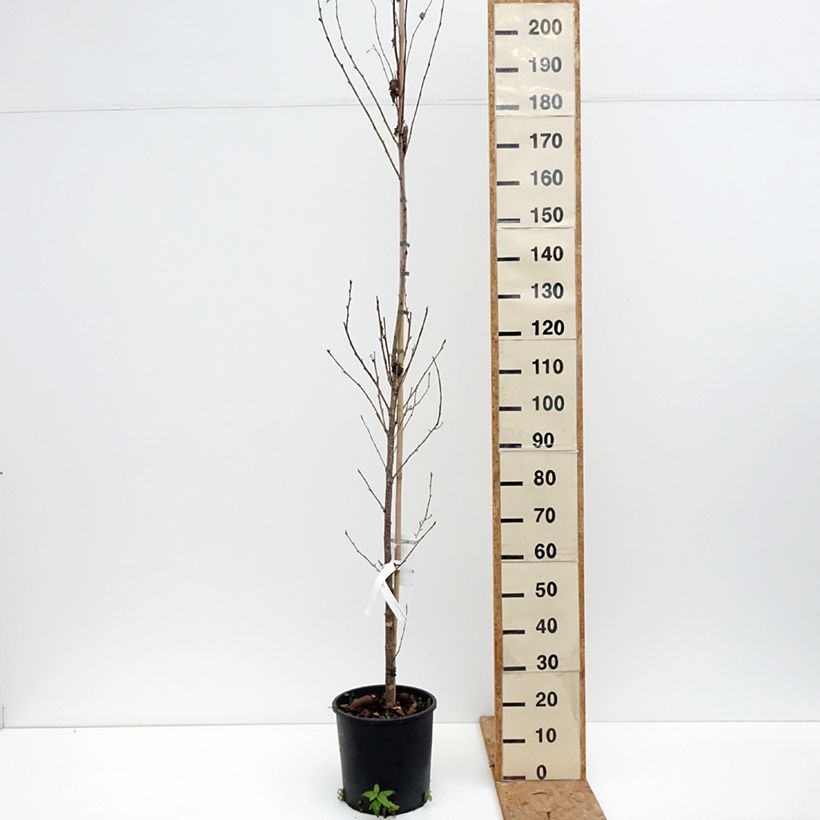 Spécimen de Cerisier à grappes - Prunus serrulata Sunset Boulevard Pot de 12L/15L tel que livré en automne
