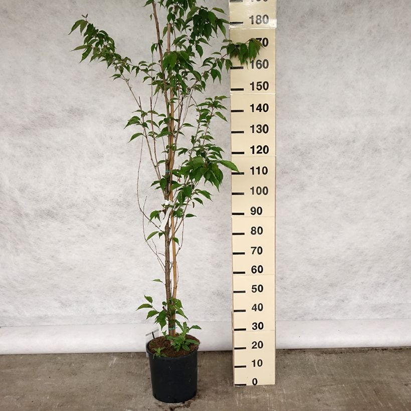Spécimen de Cerisier à grappes - Prunus serrulata Sunset Boulevard Pot de 12L/15L tel que livré au printemps