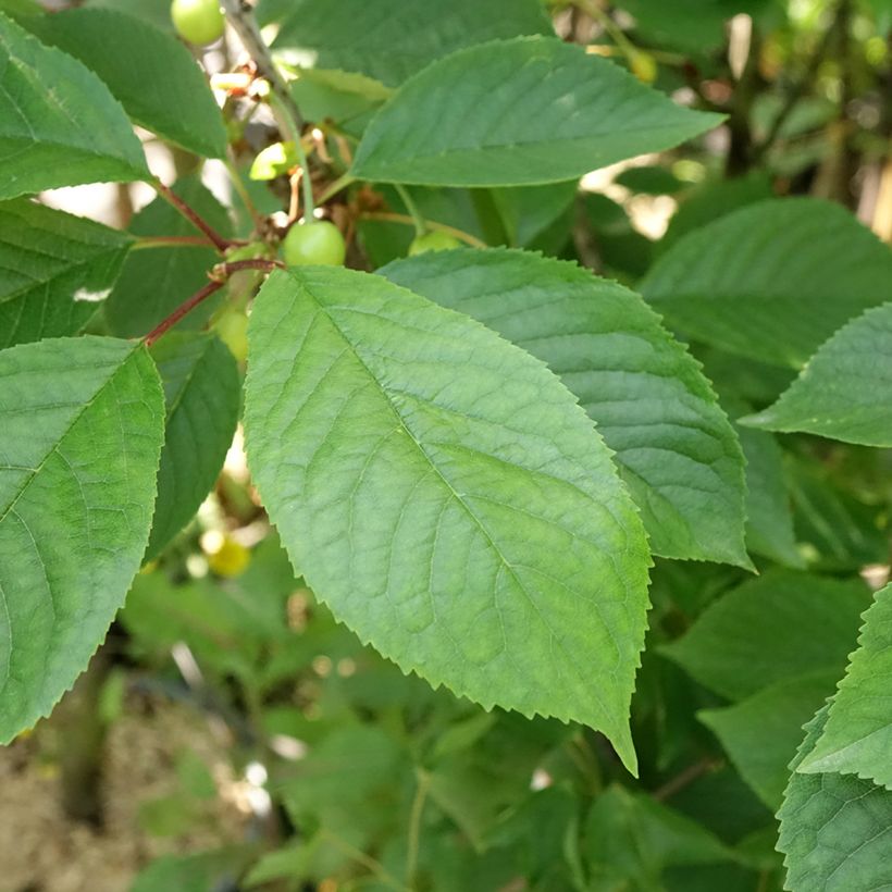 Cerisier Anglaise Hâtive - Prunus cerasus (Foliage)