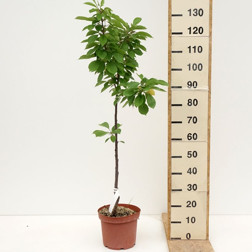 Example of Cerisier Anglaise Hâtive - Prunus cerasus Pot de 7,5L/10L, Scion as you get in printemps