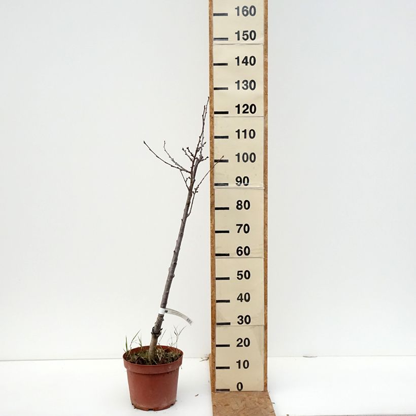 Spécimen de Cerisier Anglaise Hâtive - Prunus cerasus Pot de 7,5L/10L, Scion tel que livré en automne