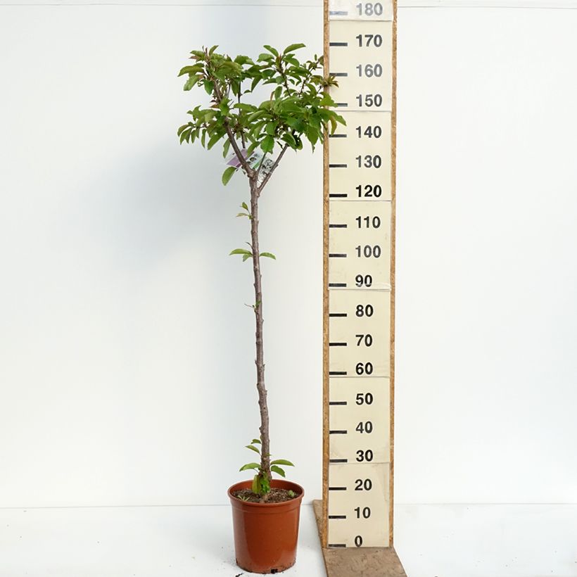 Spécimen de Cerisier Bigarreau Burlat Pot de 7,5L/10L, Demi-Tige tel que livré au printemps