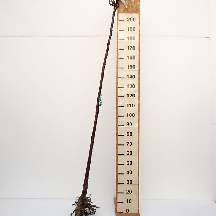 Spécimen de Cerisier Bigarreau Burlat Racines nues, Haute-Tige tel que livré en hiver