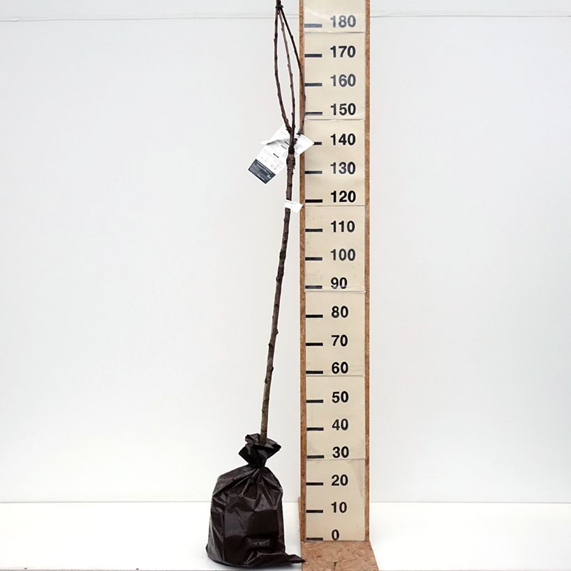 Spécimen de Cerisier Bigarreau de La Saint Jean Motte "Prêt-à-planter", Demi-Tige tel que livré en automne