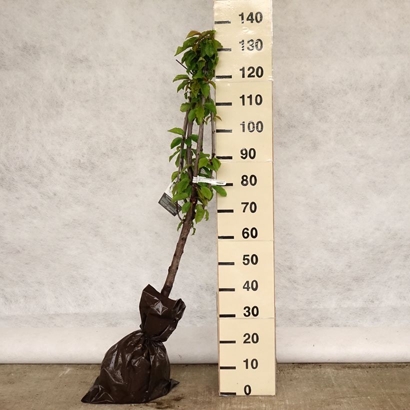 Example of Cerisier Bigarreau Délice de Malicorne - Georges Delbard Motte "Prêt-à-planter", Gobelet as you get in printemps