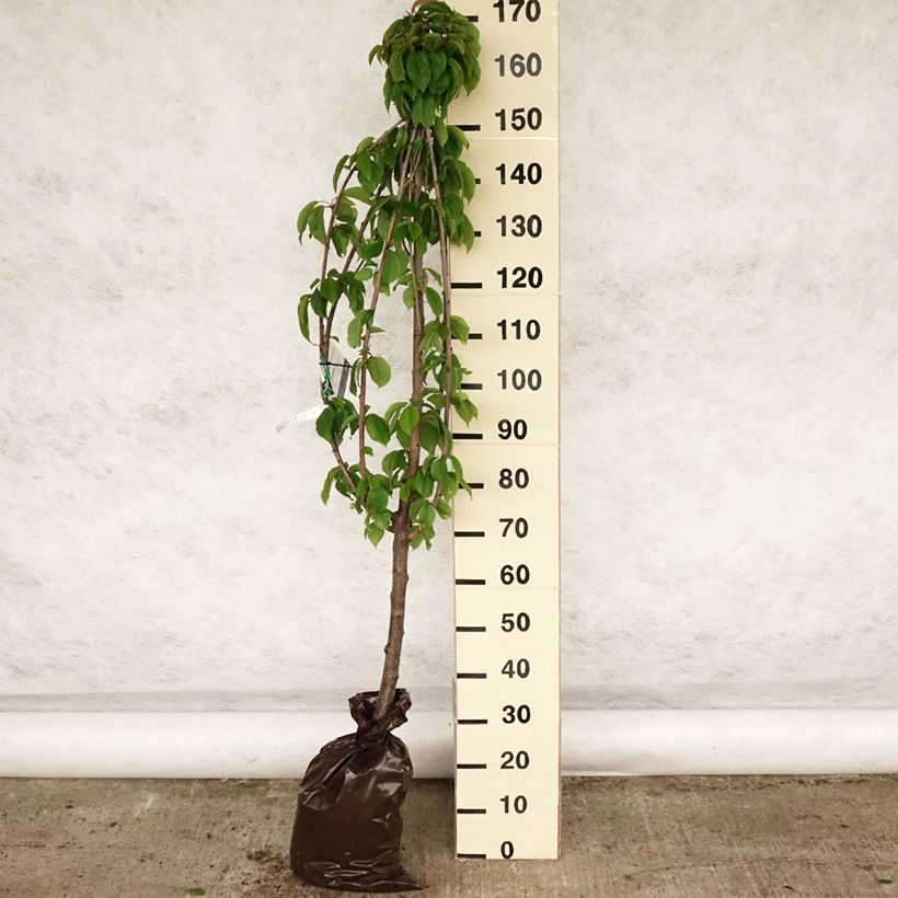 Example of Cerisier Bigarreau Hâtif Delbard - Georges Delbard Motte "Prêt-à-planter", Gobelet as you get in printemps