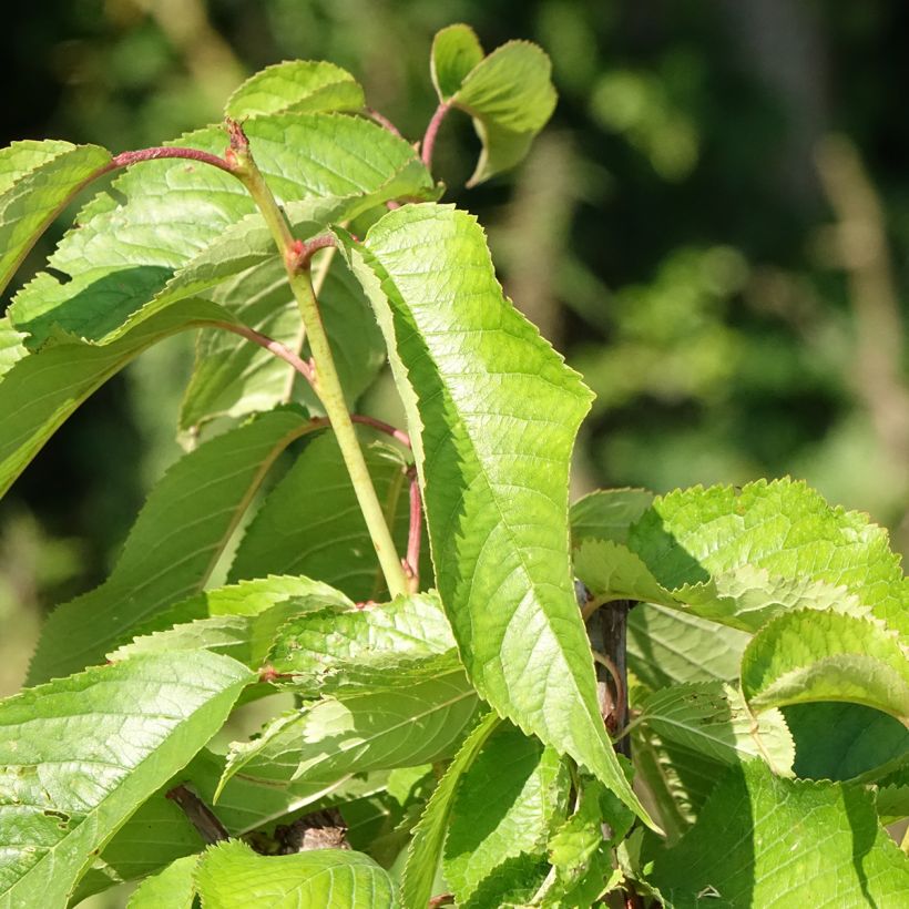 Cerisier Bigarreau Hâtif Delbard - Georges Delbard (Foliage)