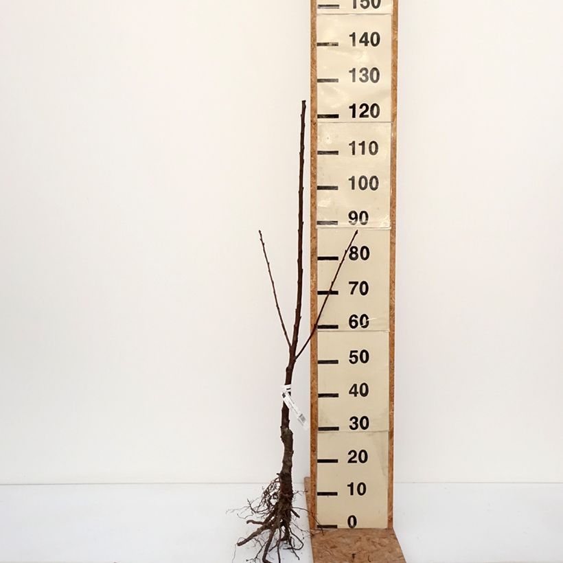 Spécimen de Cerisier Bigarreau Jaune de Missens Bio Racines nues, Scion tel que livré en hiver