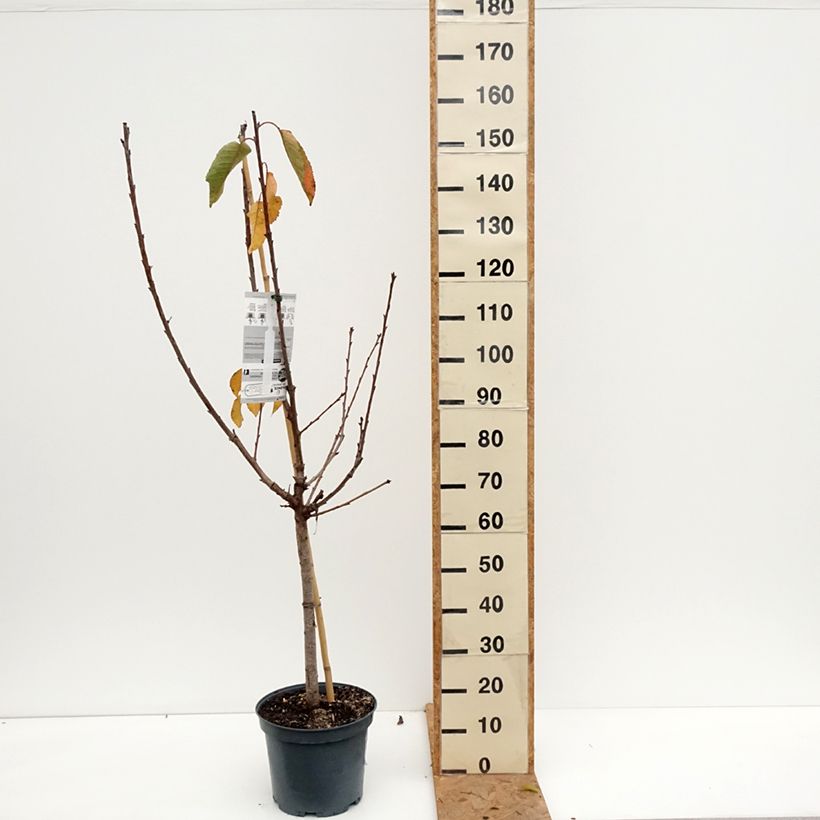 Spécimen de Cerisier Bigarreau Napoléon Pot de 7,5L/10L, Gobelet tel que livré en automne