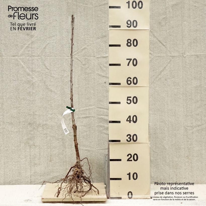 Example of Cerisier Bigarreau Noir de Meched Bio Racines nues as you get in hiver