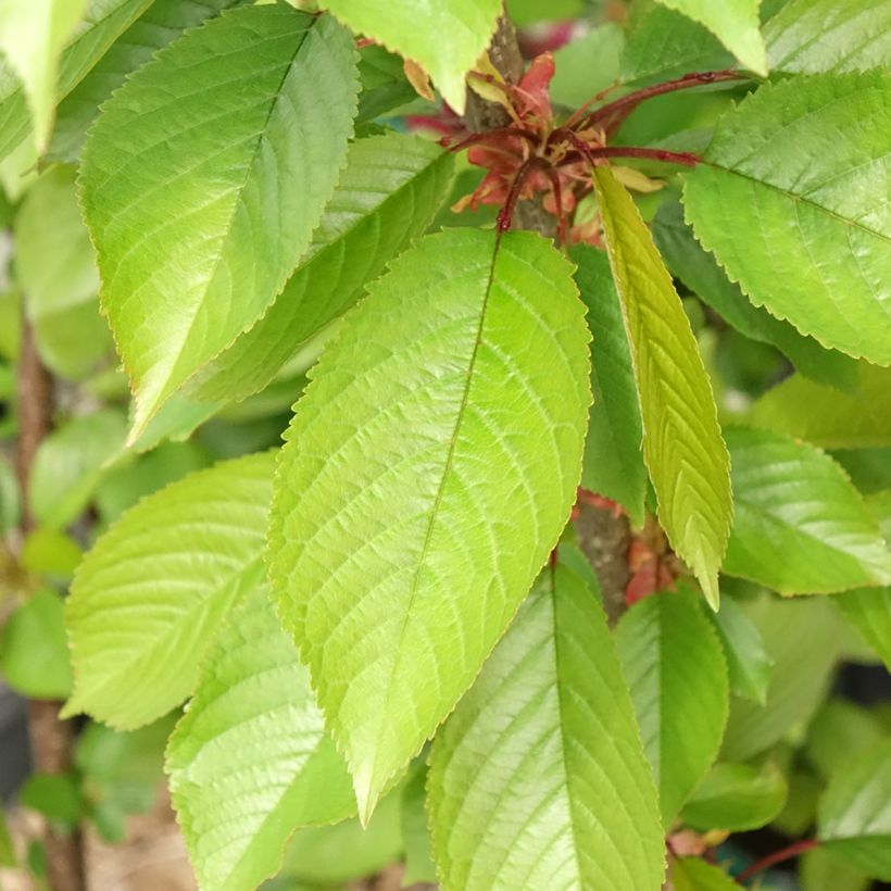 Cerisier Bigarreau Reverchon (Foliage)