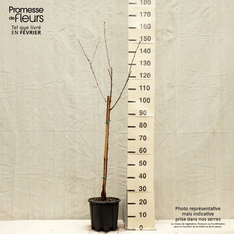 Spécimen de Cerisier Bigarreau Sweetheart Pot de 7,5L/10L, Gobelet tel que livré en hiver