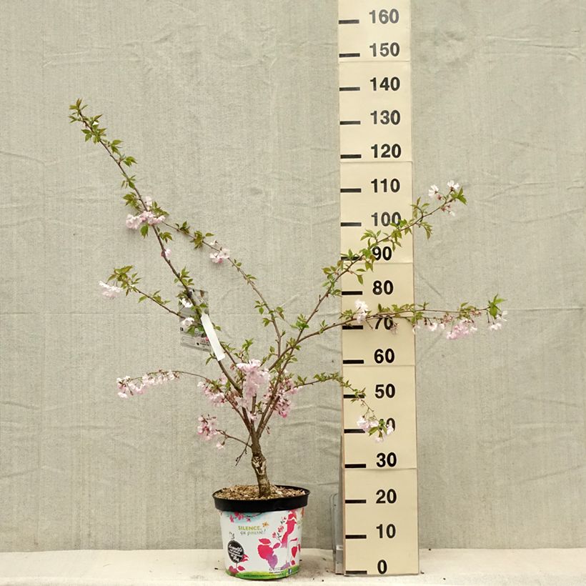 Spécimen de Cerisier du Japon - Prunus Accolade Pot de 7,5L/10L tel que livré au printemps
