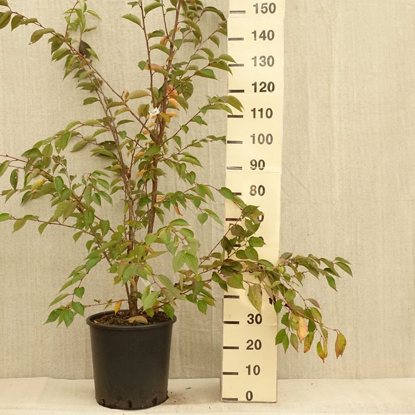 Spécimen de Cerisier du Japon - Prunus Accolade Pot de 18L/20L, Demi-Tige tel que livré en automne