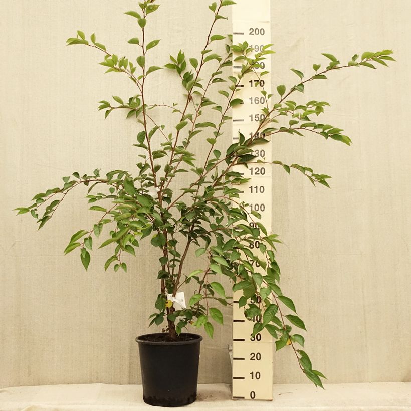 Spécimen de Cerisier du Japon - Prunus Accolade Pot de 18L/20L, Demi-Tige, 1/2 tige tel que livré en été