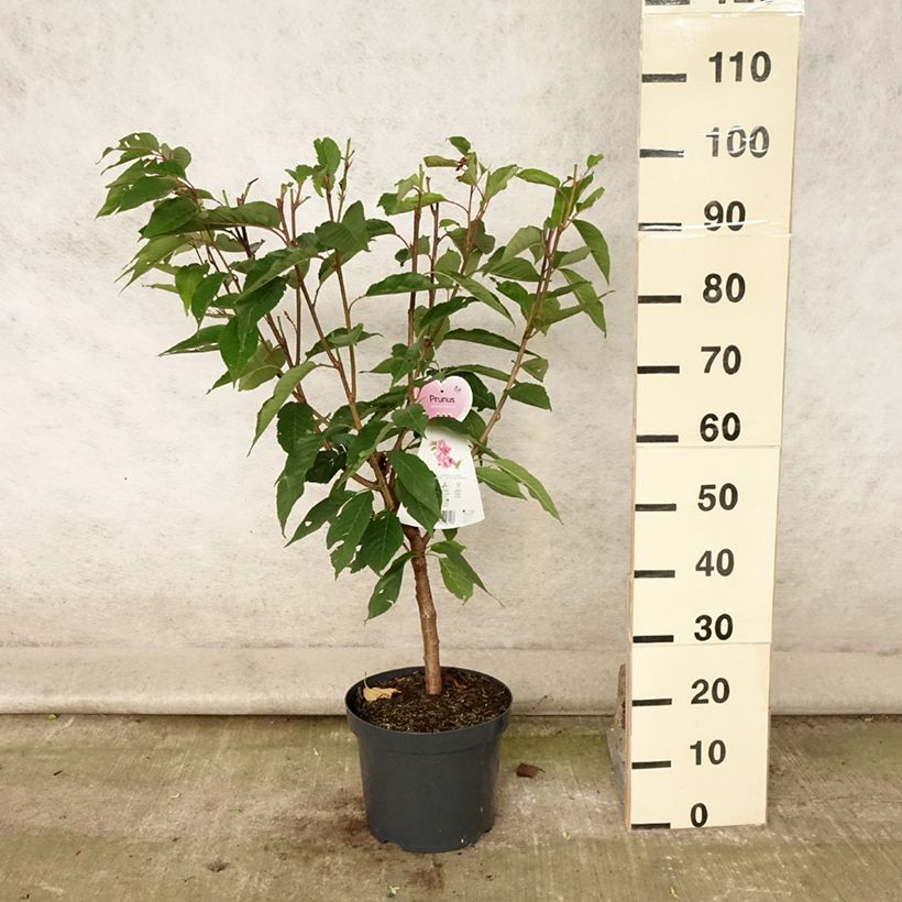 Spécimen de Cerisier à fleurs du Japon - Prunus serrulata Kanzan Pot de 7,5L/10L tel que livré en été
