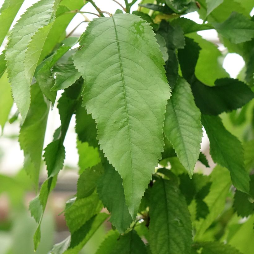 Cerisier Duo Bigarreau Burlat et Napoléon (Feuillage)