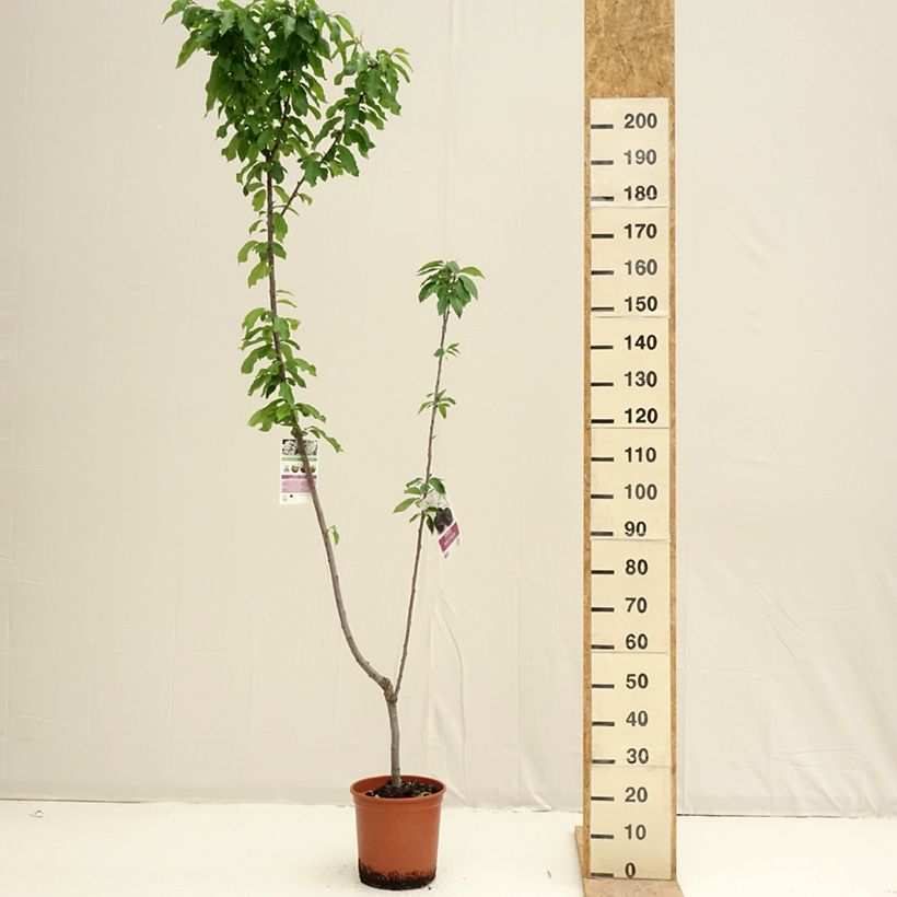 Spécimen de Cerisier Duo Bigarreau Burlat et Napoléon Pot de 7,5L/10L tel que livré au printemps