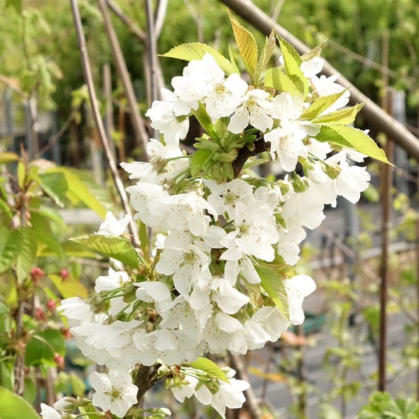 Cerisier Early Rivers (Floraison)