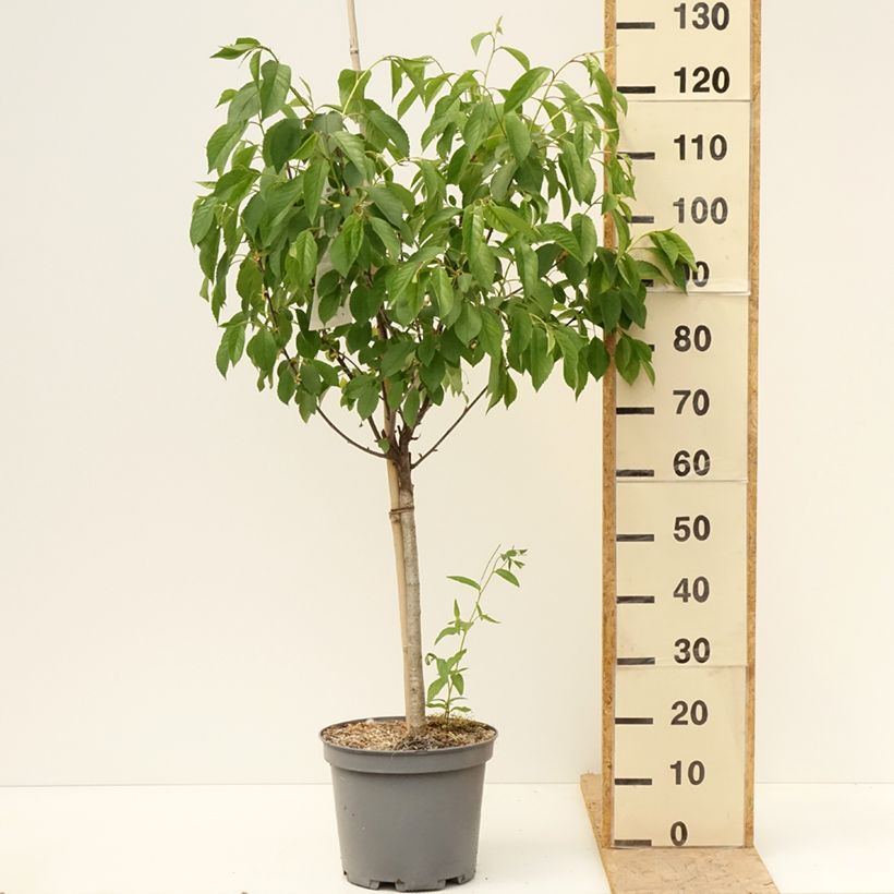 Spécimen de Cerisier Griottier Griotte de Montmorency Pot de 7,5L/10L, Gobelet tel que livré au printemps