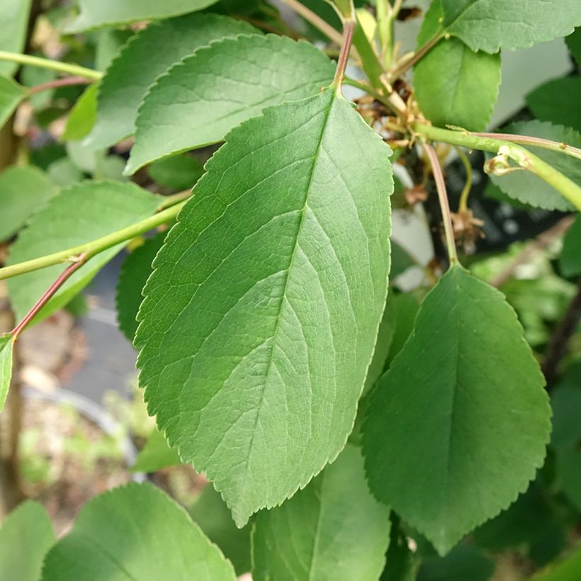 Cerisier Griottier Griotte de Montmorency (Feuillage)