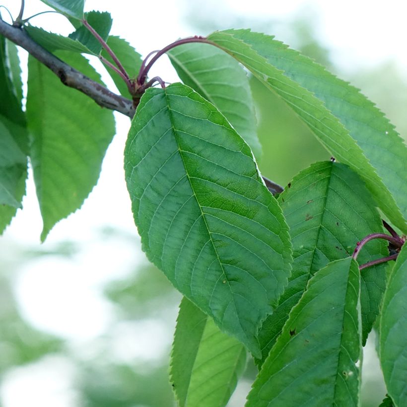Cerisier Kordia - Prunus avium (Foliage)