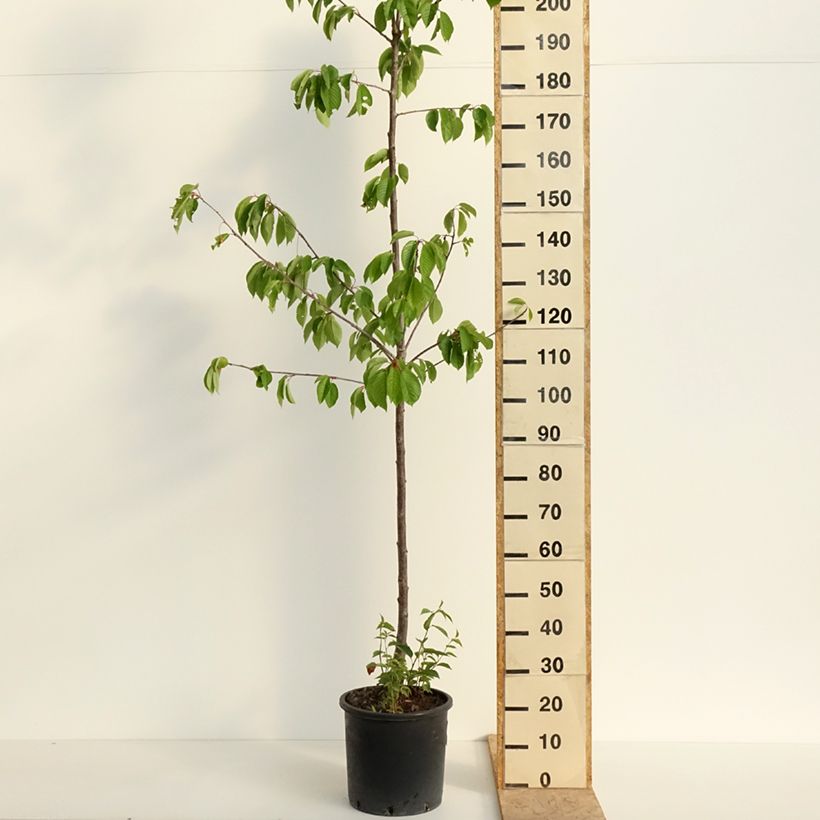Example of Cerisier Kordia - Prunus avium Pot de 20L/25L, Demi-Tige as you get in printemps