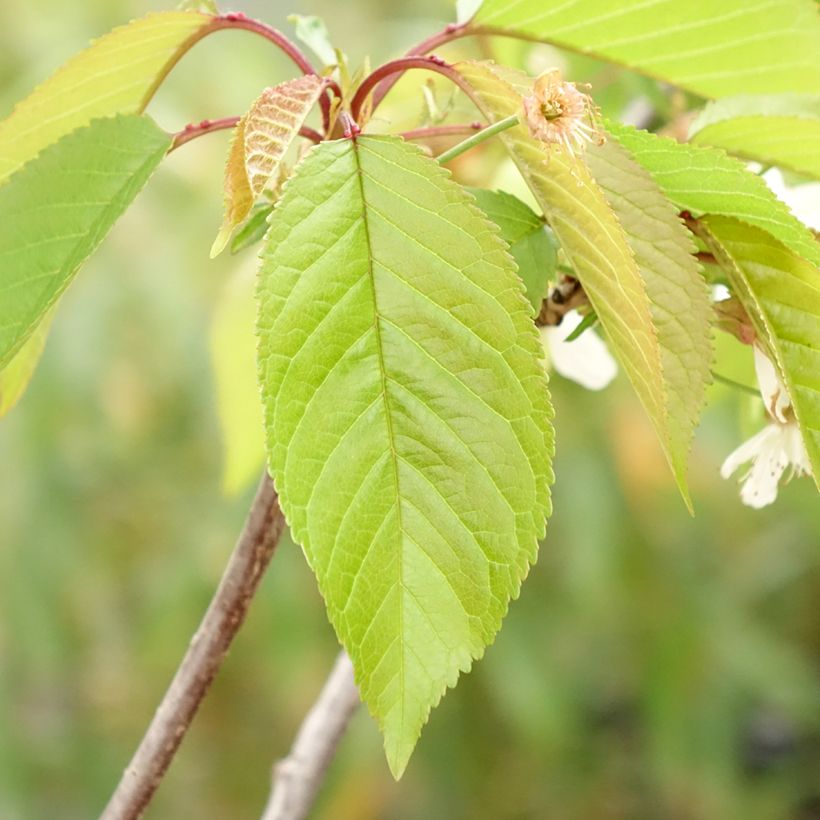 Cerisier Kunzego ou Kunzes Kirche - Prunus avium  (Foliage)