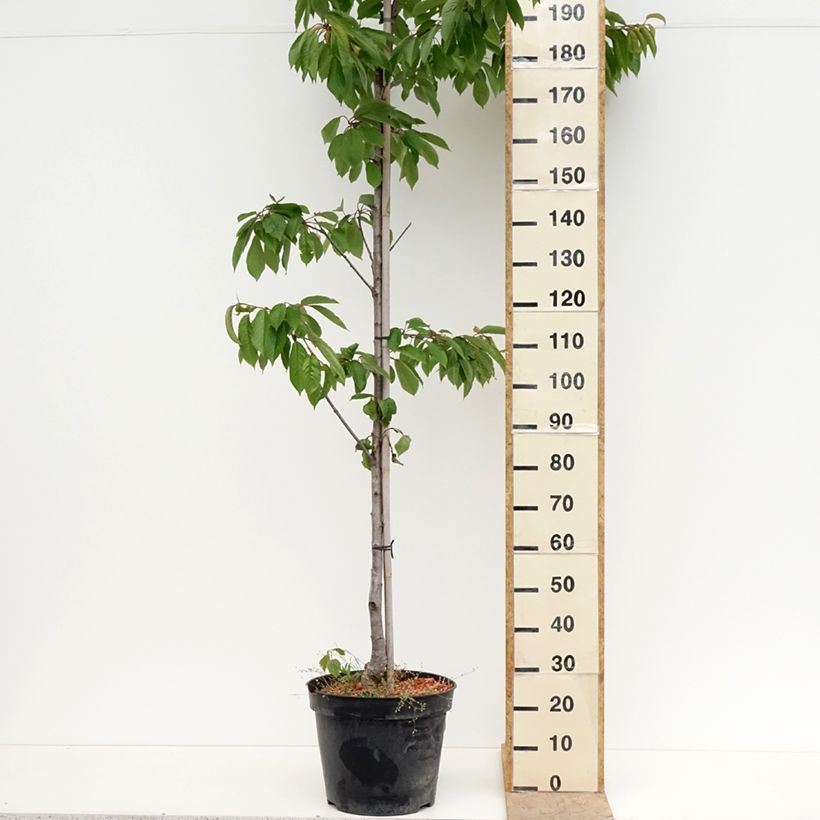 Example of Cerisier Kunzego ou Kunzes Kirche - Prunus avium  Pot de 20L/25L, Demi-Tige as you get in printemps