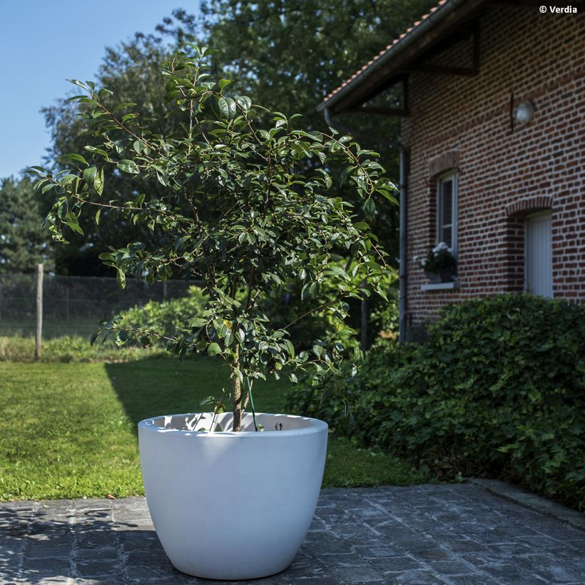 Cerisier nain Cherry Baby (Port)