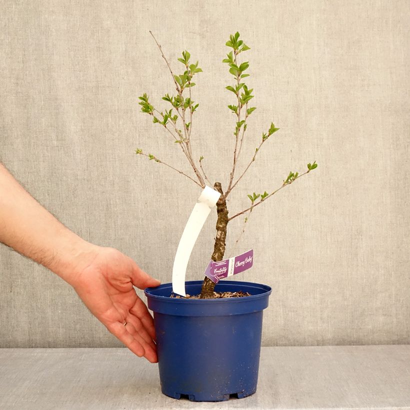 Spécimen de Cerisier nain Cherry Baby Pot de 2L/3L, Touffe tel que livré au printemps
