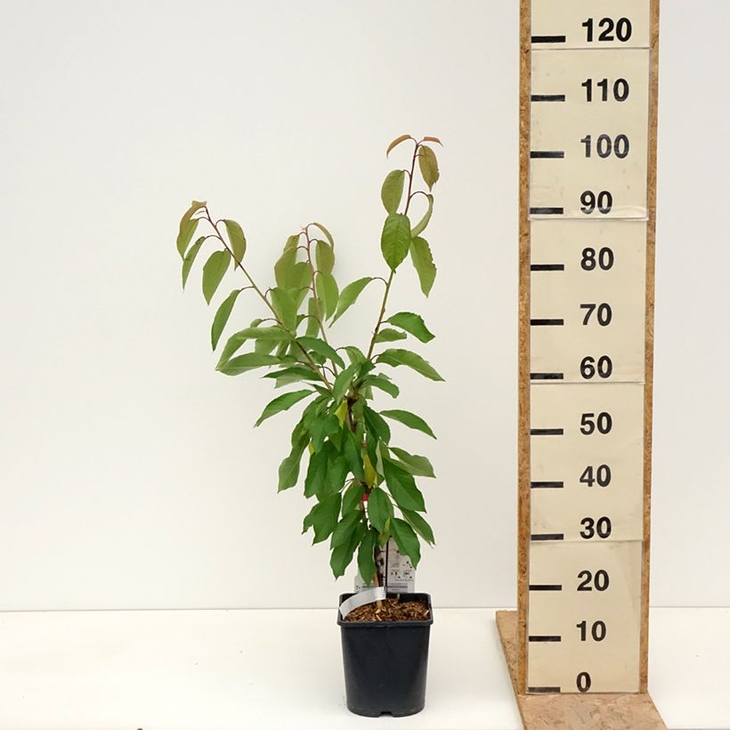 Spécimen de Cerisier nain Fruit me Cherry Me Lapins Pot de 4L/5L, Nain tel que livré au printemps