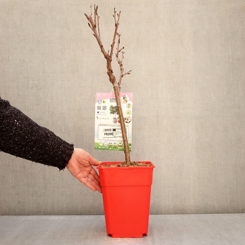 Example of Cerisier nain Garden Bing Pot de 6L/7L, 1/4 de tige, Tige de 40 cm as you get in hiver