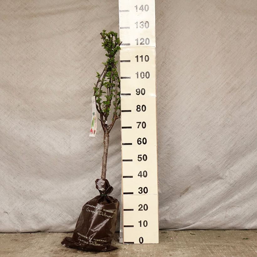 Example of Cerisier nain Maynard - Prunus cerasus Motte "Prêt-à-planter", 1/4 de tige as you get in printemps