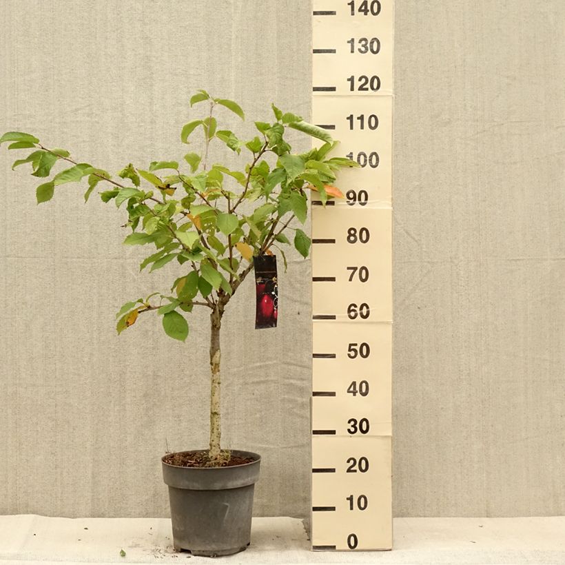 Spécimen de Cerisier nain Piemont Pot de 7,5L/10L, 1/4 de tige, Tige de 30 cm tel que livré en été