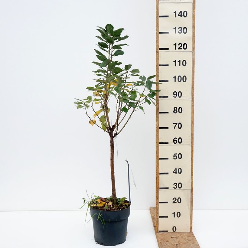 Spécimen de Cerisier nain Piemont Pot de 7,5L/10L, 1/4 de tige, Tige de 30 cm tel que livré en automne