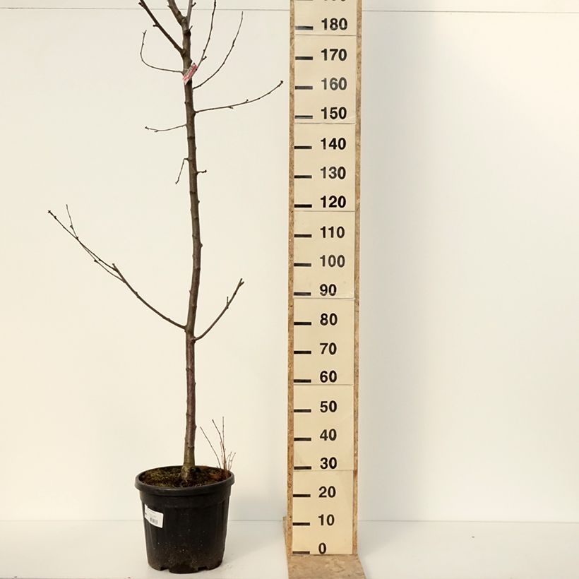 Spécimen de Cerisier Regina - Prunus avium Pot de 20L/25L, Demi-Tige tel que livré en hiver
