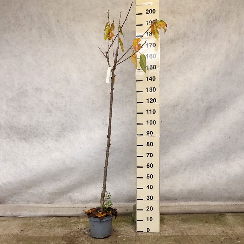 Spécimen de Cerisier Schneiders Späte Knorpelkirsche - Prunus avium  Pot de 7,5L/10L, Demi-Tige tel que livré en automne